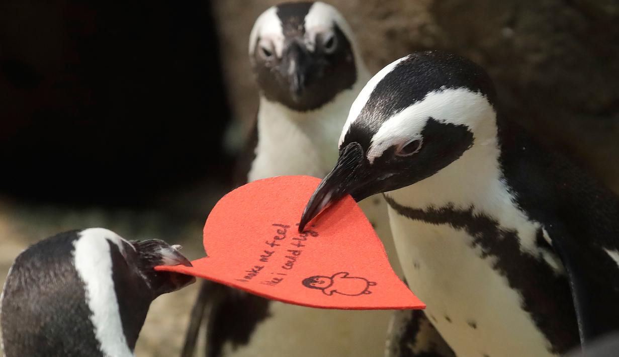 Dua penguin Afrika berebut kartu valentine berbentuk hati di California Academy of Sciences, San Francisco, Rabu (12/2/2020). Penguin secara alami membangun sarang menggunakan kartu ucapan dari bahan itu dan menarik lawan jenis untuk meningkatkan populasi mereka yang terancam punah. (AP/Jeff Chiu)