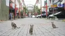 Tiga kucing terlihat di kawasan Pasar Baru, Jakarta Pusat, Senin (4/5/2020). Adanya program PSBB menyebabkan hampir seluruh pertokoan di salah satu pusat tekstil Ibukota tersebut berhenti beroperasi dan lebih sepi dibanding hari biasa. (Liputan6.com/Immanuel Antonius)