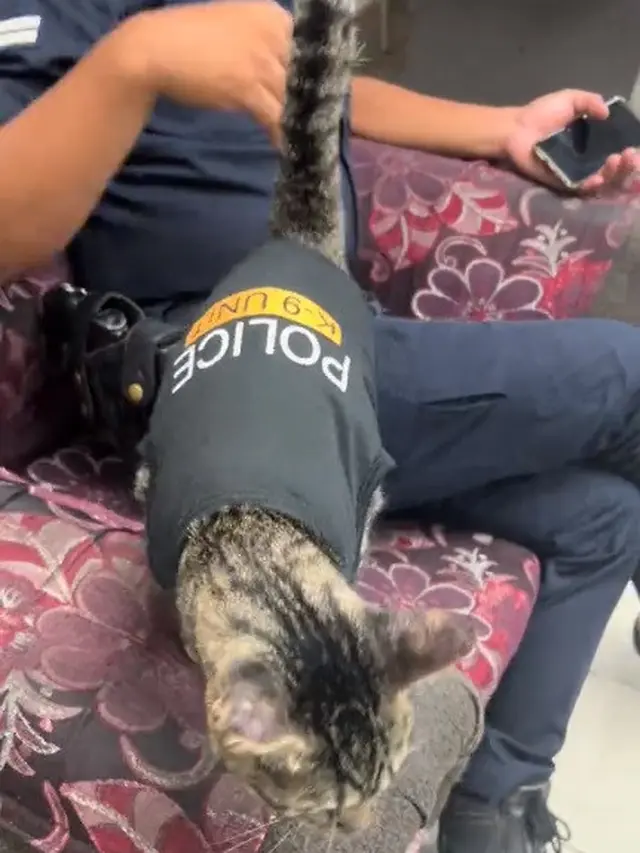 Kucing Anggota K-9