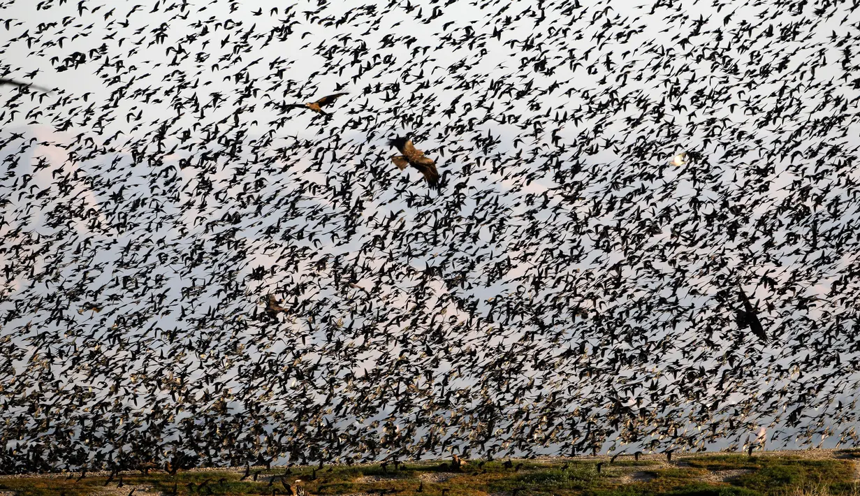 Burung layang-layang terbang melewati migrasi burung jalak eropa (Sturnus vulgaris) sebelum hinggap untuk beristirahat dan tidur, terlihat di Lembah Jordan, Tepi Barat, sepanjang perbatasan dengan Yordania pada 3 Februari 2019. (MENAHEM KAHANA / AFP)