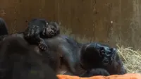Kelahiran Moke dari induk gorila bernama Calaya di  Smithsonian National Zoo & Conservation Biology Institute di Washington, D.C. Amerika Serikat. (nationalzoo.si.edu)