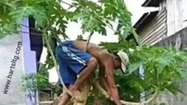 Penuh Perjuangan, Ini 9 Potret Orang Petik Buah dengan Cara Kocak