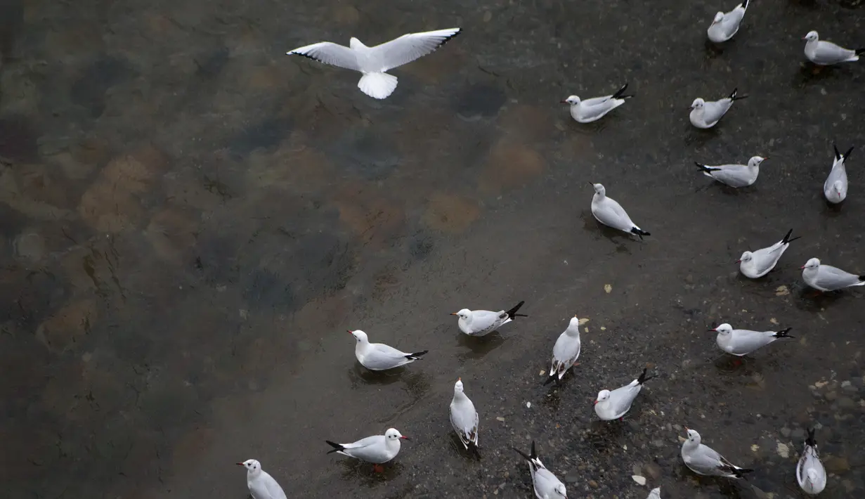 Kawanan burung yang bermigrasi terlihat di tepi sebuah sungai di Tonekabon, Iran utara, pada 30 November 2020. (Xinhua/Ahmad Halabisaz)