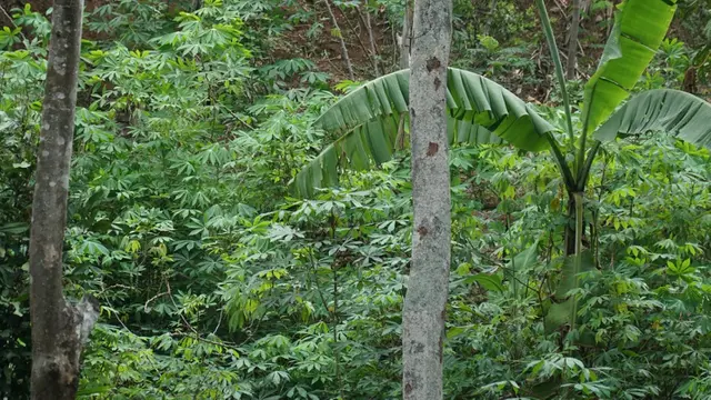 Tanaman Singkong