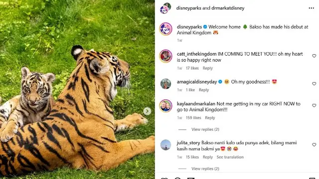 Bayi Harimau Sumatera Bernama Bakso Jadi Favorit Baru Pengunjung Kebun Binatang Disney Amerika Serikat