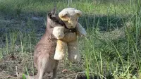 Pose menggemaskan kanguru dengan boneka beruang. (Daily Mail)