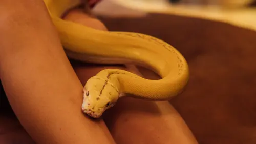 ilustrasi ular di kaki