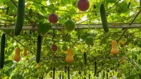 6 Inspirasi Kebun Timun Rambat di Atas Kanopi Rumah, Bikin Sejuk, Estetik, dan Panen Melimpah