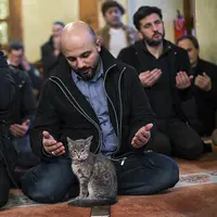 Manusia tak terganggu menunaikan ibadah salat karena keberadaan kucing di masjid  (foto : facebook)