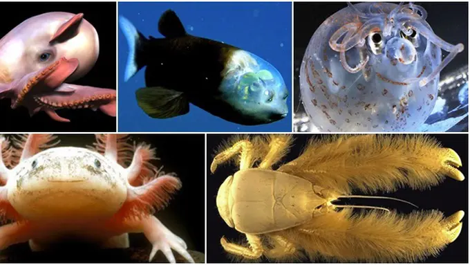 (c) all-that-is-interesting.com