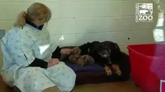 5 Ekor Bayi Macan Tutul terpaksa menyusui seekor anjing jenis shepherd karena ibunya tewas setelah melahirkan ke-limanya di  Kebun Binatang Cincinnati, Amerika Serikat.