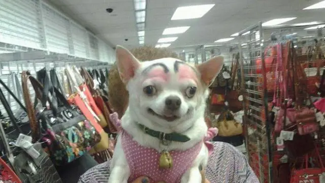 8 Potret Anjing Pakai Makeup Seperti Alis Ini Bikin Ekspresinya Kocak