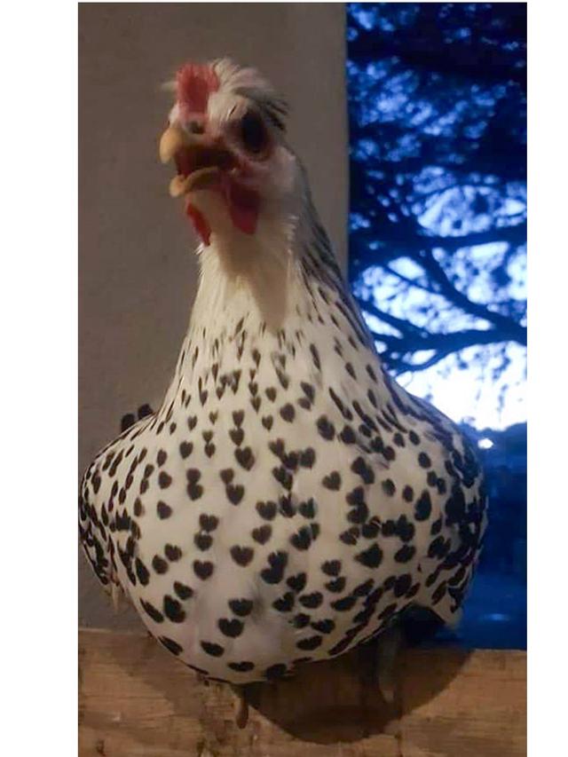 Selain Kucing, 7 Hewan Ini Punya Corak Bulu Bentuk Unik Sedari Lahir