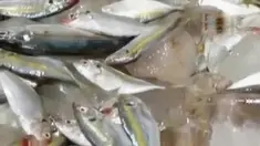 Ikan berformalin dari Kalimantan akan dijual ke Barombong.