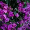 Rahasia Merawat Bougainvillea agar Tumbuh Sehat dan Bunganya Lebat