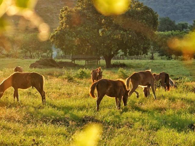 Cerita Unik Di Balik Kuda Liar Sumbawa Ternyata Citizen6 Liputan6 Com