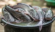 8 Cara Menghilangkan Bau Tanah pada Ikan Lele, Ternyata Bisa Pakai Bahan Dapur
