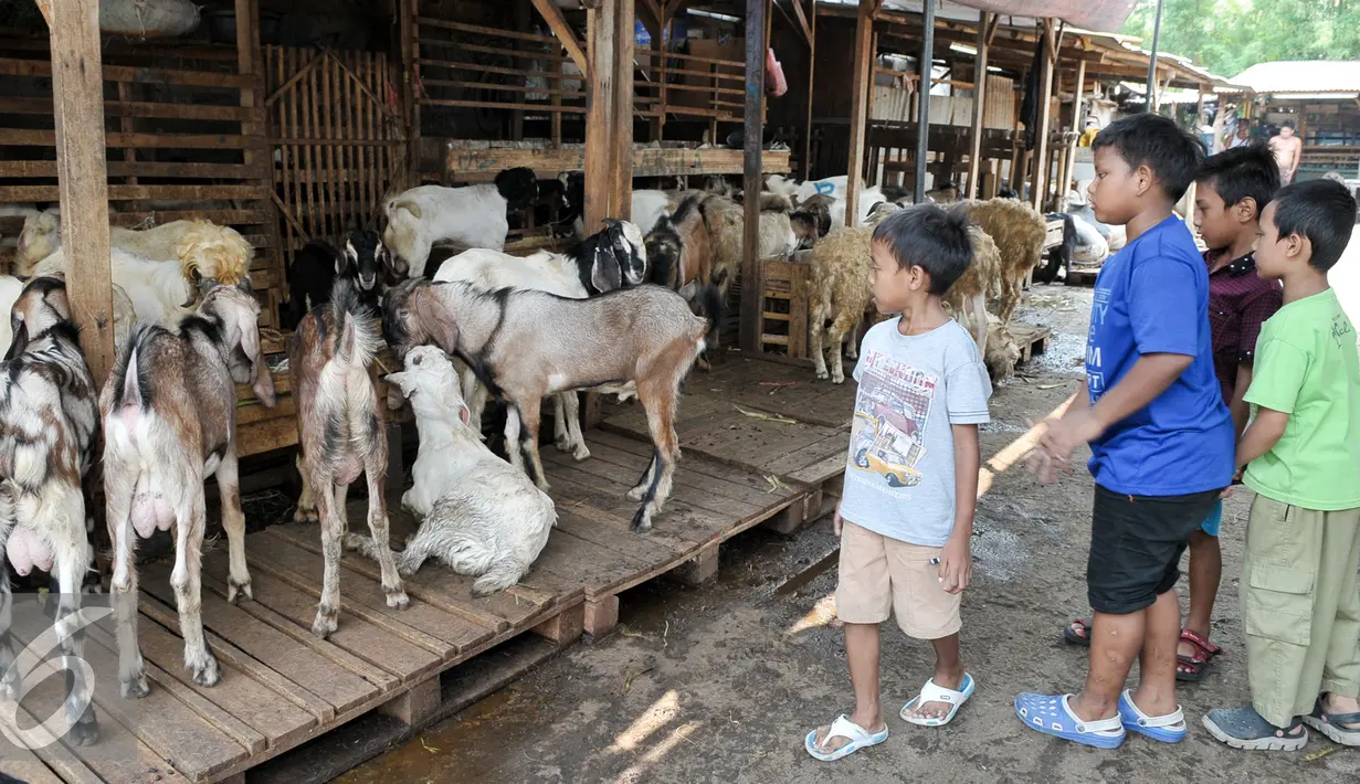 Sejumlah anak melihat kambing yang dijual untuk kurban di kawasan Tanah Abang, Jakarta, Sabtu (3/9).  Untuk harga Kambing dijual dengan harga Rp2,2-5,5 juta, sedangkan harga sapi Rp18-35 juta. (Liputan6.com/Yoppy Renato)