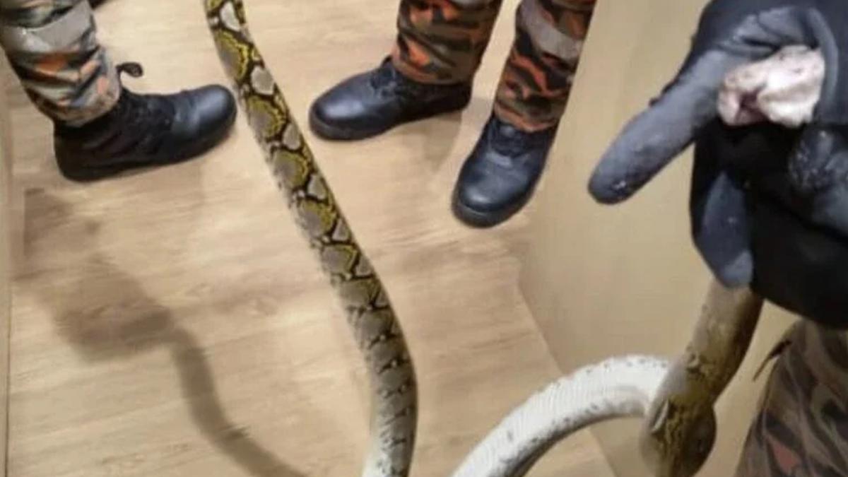 Gadis 23 Tahun Digigit Ular 2 Meter di Toilet Apotek, Kronologinya Bikin Ngeri