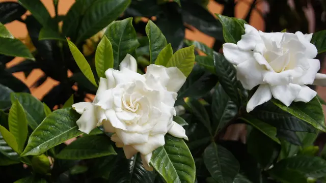 [Bintang] 19 Inspirasi Nama Anak dari Bunga Selain Mawar dan Melati