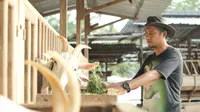 Mengintip Bisnis Ternak Kambing di Cilacap Beromzet Miliaran