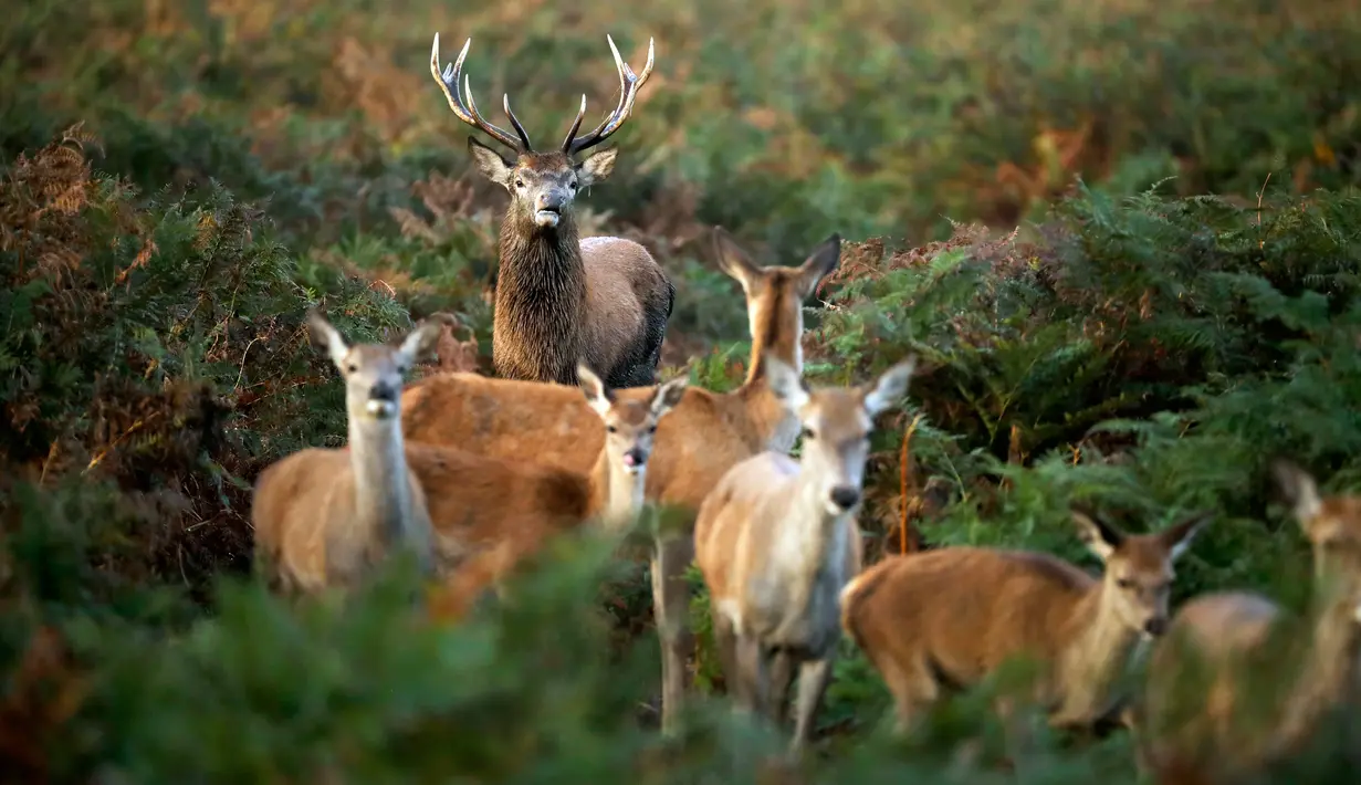 Seekor rusa merah berdiri di belakang betina selama musim kawin yang berlangsung pada musim gugur di Bushy Park, London, Rabu (14/10/2020). Musim gugur merupakan awal musim kawin bagi kawanan rusa merah ditandai dengan para pejantan saling beradu menarik perhatian betina.  (AP Photo/Matt Dunham)