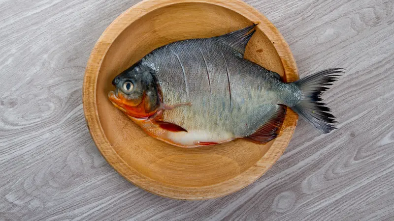 10 Jenis Ikan Air Payau yang Bisa Dikonsumsi dan Dipelihara Beserta Cara Budidayanya