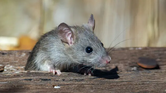Ilustrasi Tikus