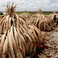 Tumpukan gading gajah yang berhasil disita oleh Petugas Patroli Kenya, Jumat (28/4/2016). Gading gajah sebanyak 105 ton tersebut rencananya akan dimusnahkan dengan dibakar. (Reuters/Thomas Mukoya)