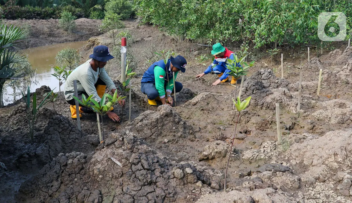 PT Kilang Pertamina Internasional Project Sumatera bekerja sama dengan Lembaga Pengelola Hutan Desa Sungsang IV melakukan penanaman sekaligus pemeliharaan tanaman mangrove (Rhizophora mucronata). (Liputan6.com/Herman Zakharia)
