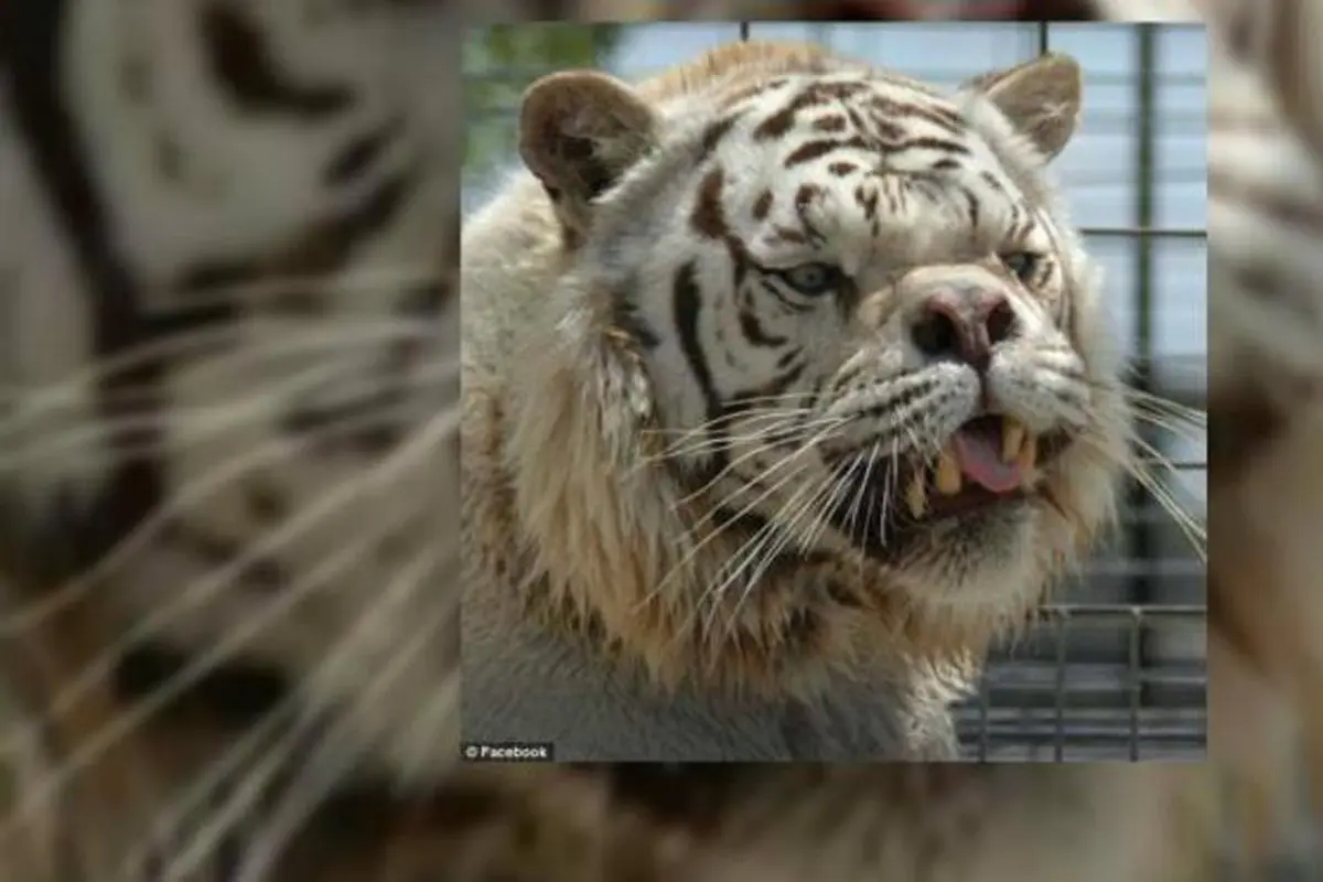Kawin Silang, Bikin Harimau Putih Ini Buruk Rupa