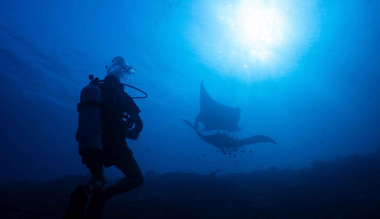 Namun dibalik segala keindahan alamnya, keberlangsungan ekosistem di Raja Ampat juga menghadapi sejumlah tekanan, di antaranya perluasan penambangan nikel dan lonjakan pariwisata internasional. Tampak dalam foto, seorang penyelam scuba mengamati pari manta samudra di lokasi penyelaman Manta Ridge di Raja Ampat, Papua Barat Daya, Sabtu, 7 Maret 2026. (AP Photo/Claudia Rosel)