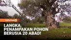 Daerah Maysar di Kegubernuran Ajloun, sekitar 70 kilometer di utara Amman, Yordania, menjadi lokasi perkebunan luas pohon zaitun kuno al-Mihrass.