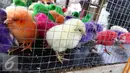 Anak ayam berwarna-warni yang disepuh terlihat lemas didalam kandang penjual di Puri Bukit, Depok, Sabtu (15/1). Bahan pewarna yang tidak semestinya untuk hewan ini sangat membahayakan bagi tubuh hewan. (Liputan6.com/Helmi Affandi)