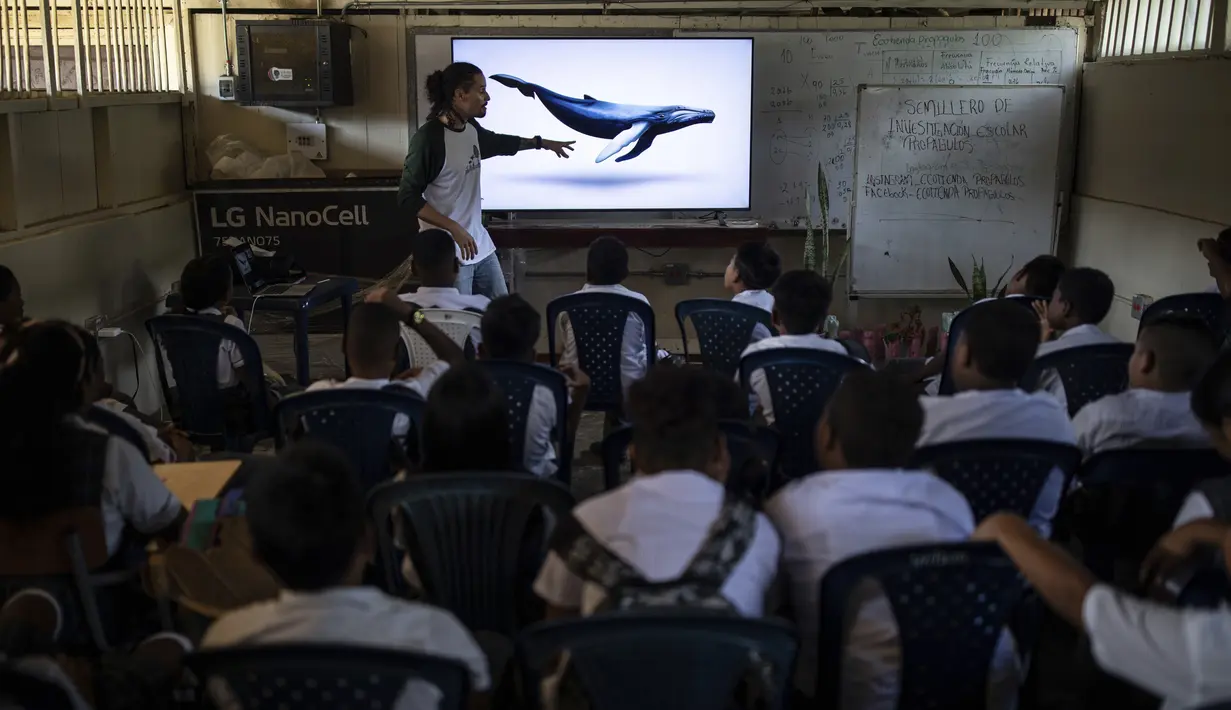 Paus bungkuk juga penting bagi ekosistem setempat, karena mereka menyuburkan ganggang yang menjadi tempat hidup ikan-ikan kecil. (AP Photo/Ivan Valencia)