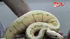 liputan6
