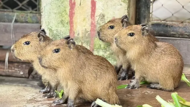 Capybara