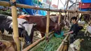 Seorang pedagang ternak memberi makan sapi di pasar ternak menjelang Idul Adha atau hari raya kurban bagi umat Muslim, di Surabaya, Jawa Timur, pada Rabu 20 Mei 2026. (JUNI KRISWANTO/AFP)