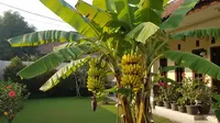 Jenis Pohon Pisang Pendek Tapi Buahnya Besar, Cocok untuk Pekarangan Rumah
