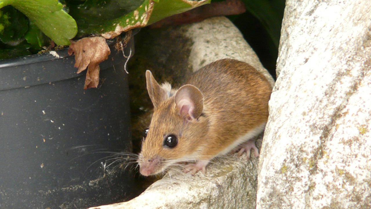 Cara  Praktis, Alami dan Terbukti Ampuh Membasmi Tikus di Rumah
