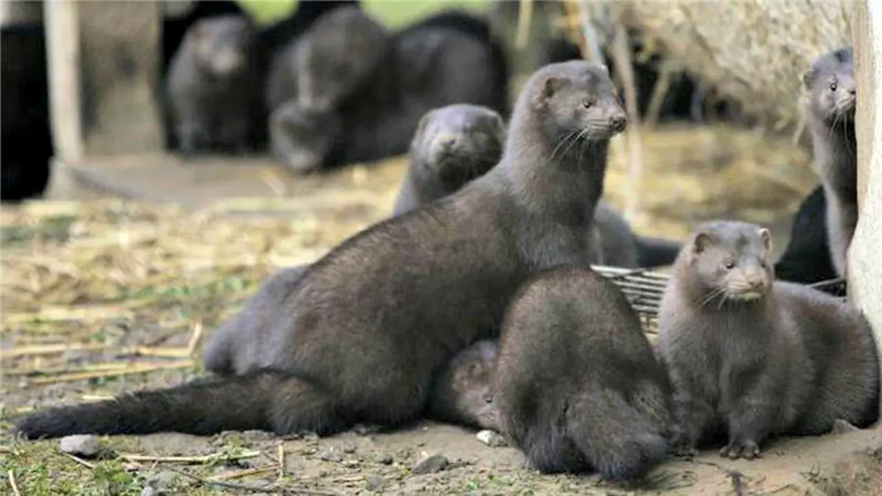 Mink (2)