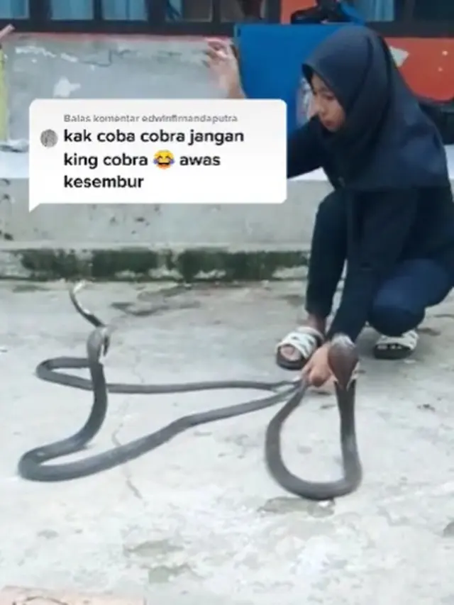 Viral Gadis Asal Bandung Punya Peliharaan King Cobra 4 Meter, Ini 6 Aksinya