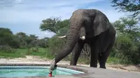 Seorang pelancong yang berenang mendadak didatangi oleh seekor gajah yang dengan tenangnya minum dari air kolam renang.