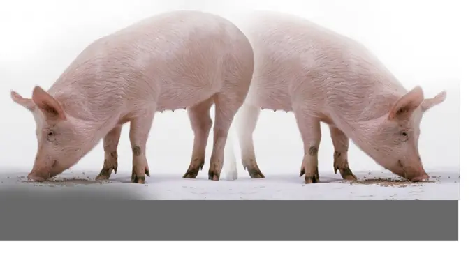 Pertanyaan Banyak Orang, Kenapa Babi Jalan Menunduk?