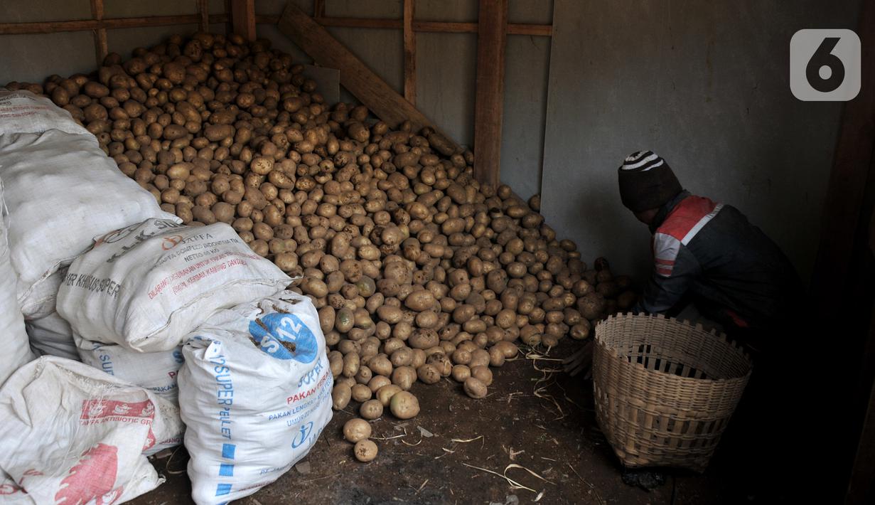 Seorang petani mengumpulkan kentang hasil panen di Desa Sembungan, Dieng, Jawa Tengah, 1Juli 2021. Masyarakat di Dieng berharap pandemi segera berakhir agar harga kentang kembali normal dan geliat wisata kembali ramai. (merdeka.com/Iqbal S. Nugroho)