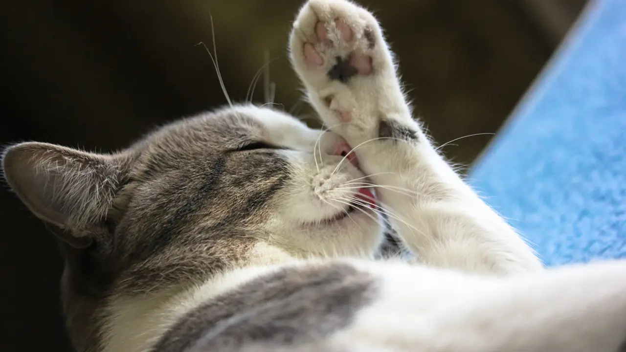 Kaki dan Kuku Kucing