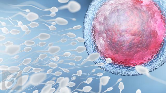 20151102-Ilustrasi Sperma atau Sel Reproduksi Laki-laki