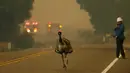 Seekor burung emu dengan luka bakar berlari menyelamatkan diri saat kebakaran melanda di dekat Potrero, California, AS, Senin (20/6). Kebakaran yang terjadi di California disebabkan suhu tinggi dan musim kering yang berkepanjangan. (REUTERS/Mike Blake)