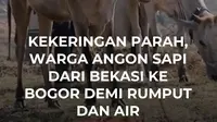 Kemarau panjang membuat lahan pertanian di sejumlah wilayah Jawa Barat mengering dan retak.

Sumber air pun semakin menipis. Sejumlah warga terpaksa mengambil air dari kubangan yang tersisa untuk memenuhi kebutuhan sehari-hari.

Tak hanya warga, para penggembala sapi juga ikut terdampak. Mereka h...