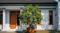 16 Pohon Buah Ukuran Sedang untuk Teras Rumah yang Mudah Dirawat, Praktis dan Berbuah Lebat